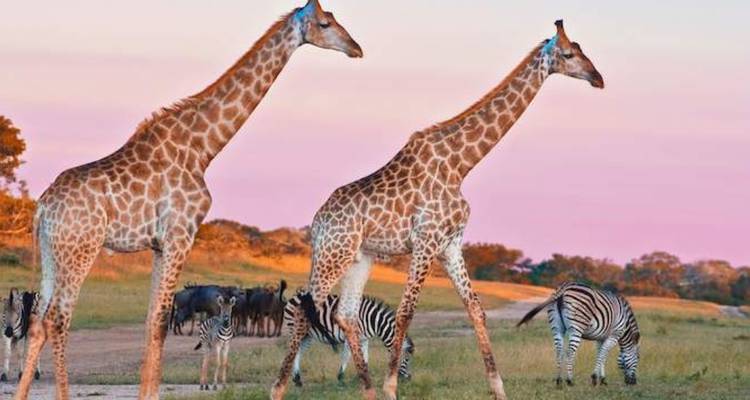 7-Day Kruger Game Drive, Panorama and Capetown Experience - Knap Tours Limited 8