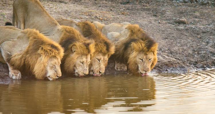 7-Day Kruger Game Drive, Panorama and Capetown Experience - Knap Tours Limited 10