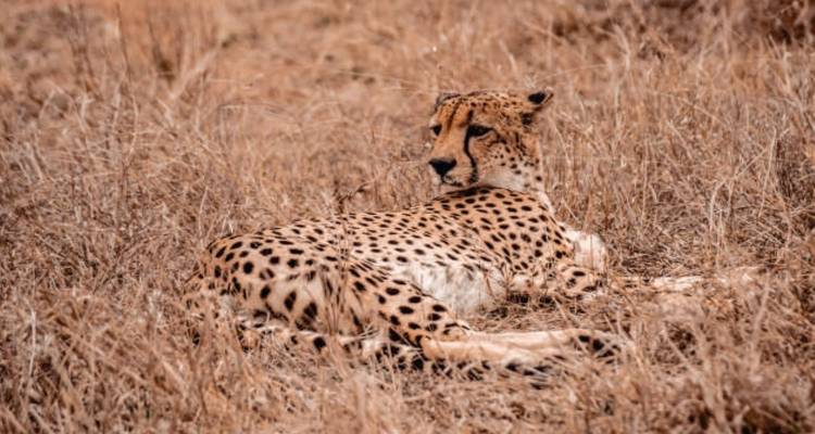 Circuit de 7 jours avec safari dans le parc Kruger et route panoramique - Knap Tours Limited 1