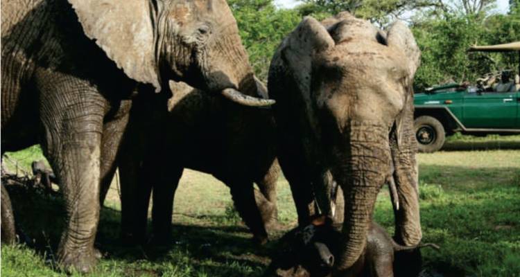 Circuit de 7 jours avec safari dans le parc Kruger et route panoramique - Knap Tours Limited 4