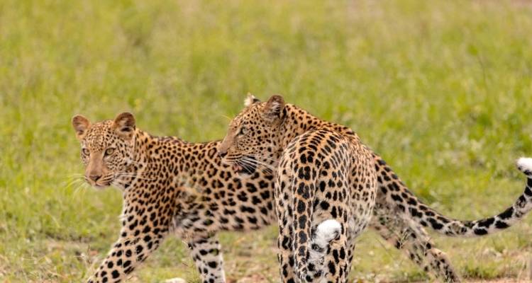 Recorrido de 6 días por Kruger, Panorama y Medio de Sudáfrica - Knap Tours Limited 3