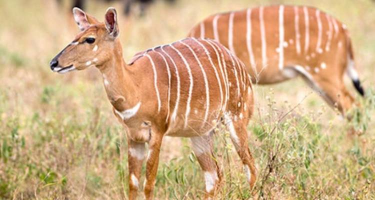 Recorrido de 6 días por Kruger, Panorama y Medio de Sudáfrica - Knap Tours Limited 7