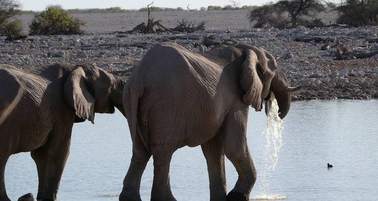 Recorrido de 7 días por Namibia para conocer la fauna y el intercambio cultural - Knap Tours Limited 2