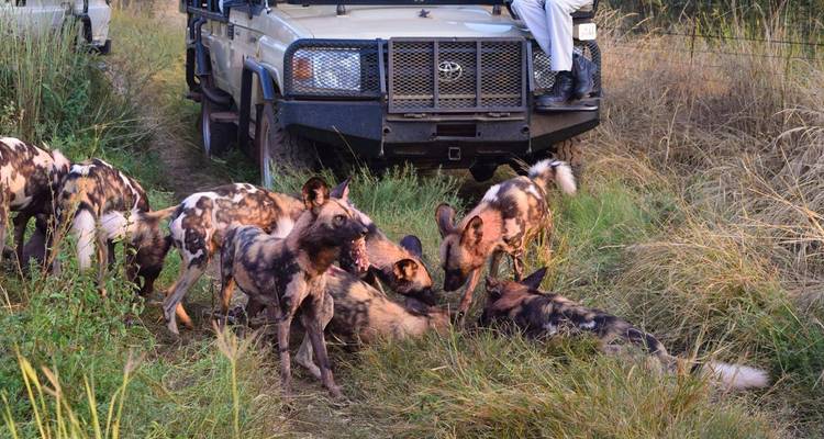 8-Day Madikwe Game Reserve, Johannesburg Tour and Cape Town Beach Holiday Experience - Knap Tours Limited 1