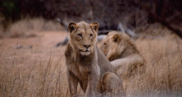 Safari de 10 días en Kruger Game Drive y vacaciones en la playa de Ciudad del Cabo - Knap Tours Limited 9