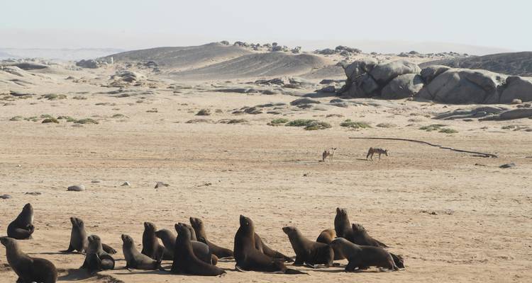 Circuit safari de 10 jours et visite des principales attractions en Namibie - Knap Tours Limited 7