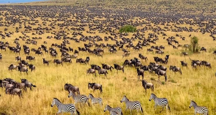 6 Days Tsavo East Amboseli Lake Nakuru Masai Mara Safari - Great Lake Expedition 4