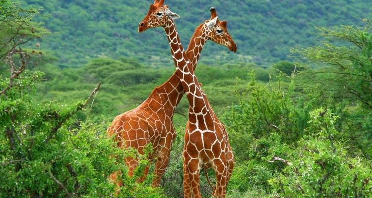 6 Days Tsavo East Amboseli Lake Nakuru Masai Mara Safari - Great Lake Expedition 6