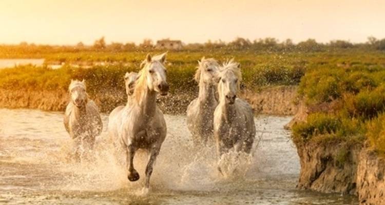 Un viaje para admirar los bellos paisajes del valle del Ródano - CroisiEurope River Cruises 7