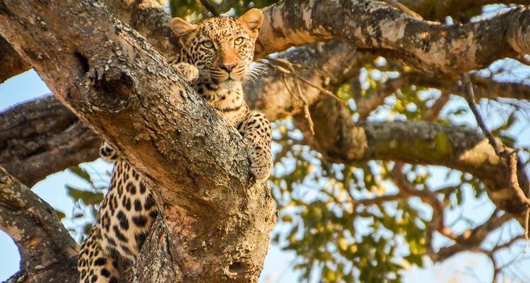 Panorama Adventure - Chamaeleon 4