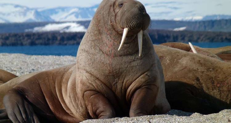 Reino del oso polar - M/V Greg Mortimer - Explore! 6