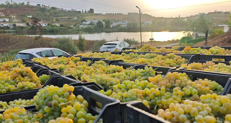 Semi-privé ; dégustation de vins et visite à pied de Durres - Choose Balkans 4
