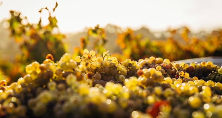 Semi-privé ; dégustation de vins et visite à pied de Durres - Choose Balkans 6