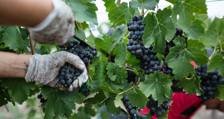 Semi-privé ; dégustation de vins et visite à pied de Durres - Choose Balkans 9