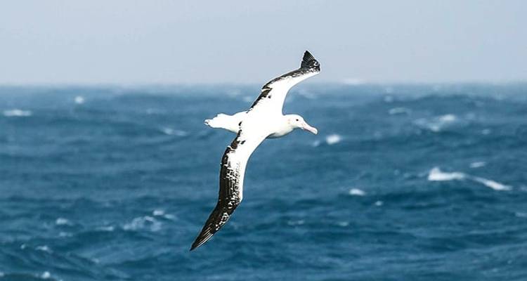Best of the Southern Ocean - Poseidon Expeditions 3