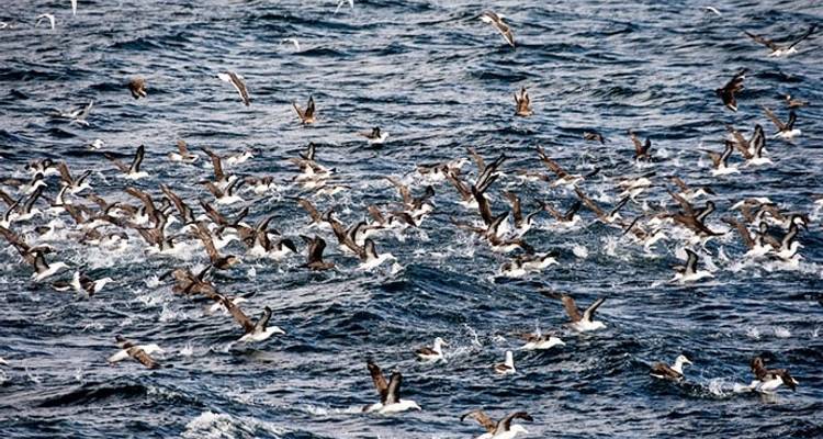 Best of the Southern Ocean - Poseidon Expeditions 4