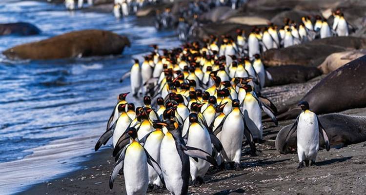 Best of the Southern Ocean - Poseidon Expeditions 8