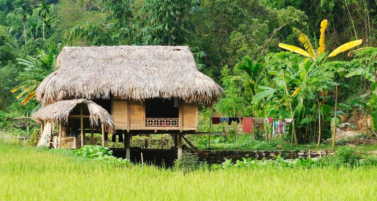 Traditionelles Stelzenhaus umgeben von üppigem Grün und Bananenpflanzen.