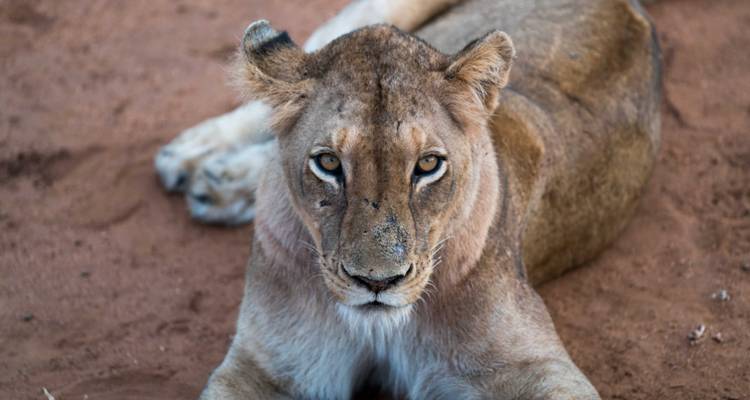 Impresionante Tanzania - Safari de 7 Días + Visita a Maasai y Hadzabe - theKili-Guides 1