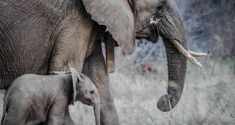 Impresionante Tanzania - Safari de 7 Días + Visita a Maasai y Hadzabe - theKili-Guides 2