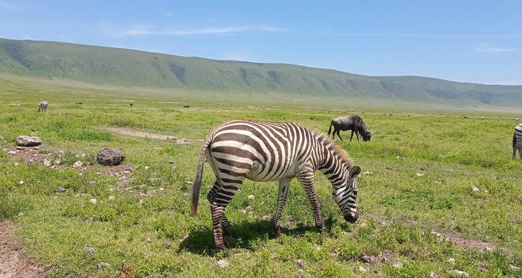 Impresionante Tanzania - Safari de 7 Días + Visita a Maasai y Hadzabe - theKili-Guides 3