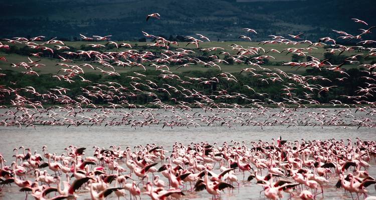 Impresionante Tanzania - Safari de 7 Días + Visita a Maasai y Hadzabe - theKili-Guides 4