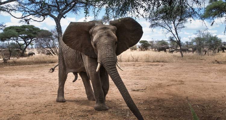 Impresionante Tanzania - Safari de 7 Días + Visita a Maasai y Hadzabe - theKili-Guides 6