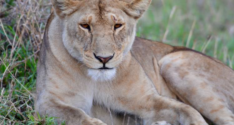 5-day Luxury Private Safari in Sabi Sands and Kruger, South Africa - Professional Safari Africa 3