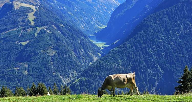 Cow grazing on a hillside with valley in background.