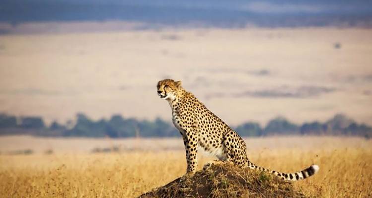 2 Days Masai Mara Game Reserve - Great Lake Expedition 2