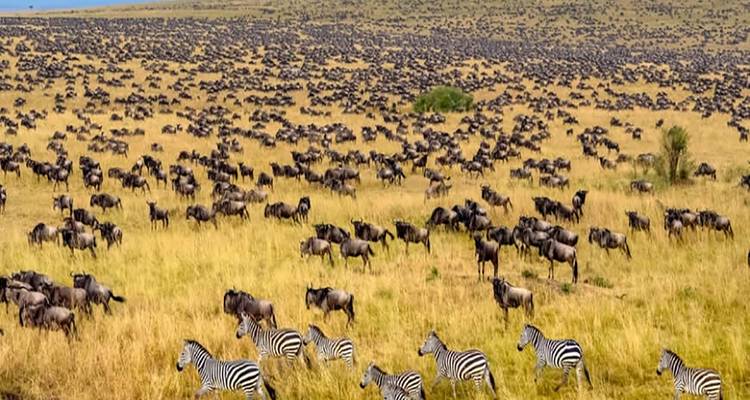 Vue répétée de gnou et de zèbres en migration traversant la savane jaune.