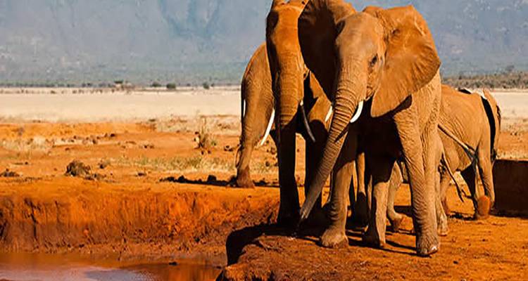 Scène en double d'éléphants à un point d'eau à terre rouge dans une plaine ouverte.