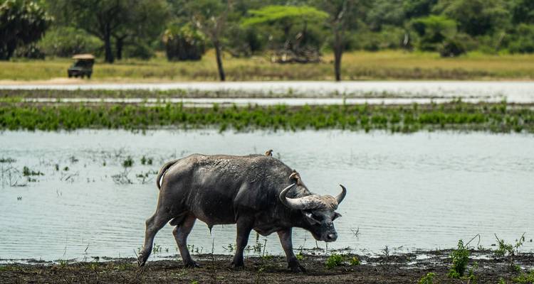Desde Zanzíbar Safari de 3 días por Selous, en barco y a pie con espectáculos nocturnos - Beach and Safari Holidays 4