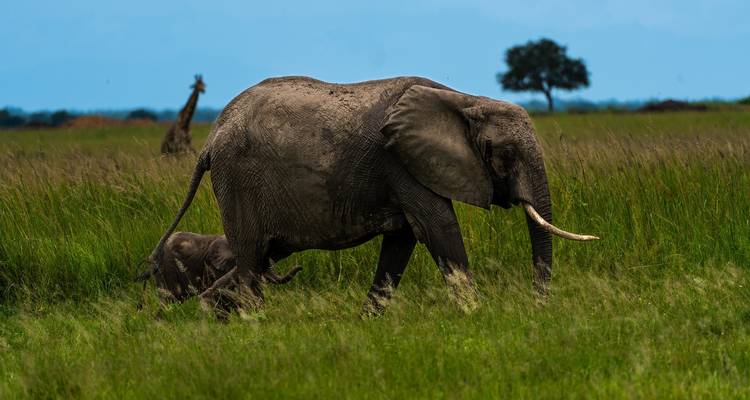 Elephant with a calf walking in the grassland.