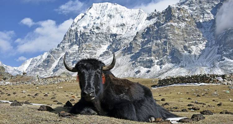 On wild trails to Kanchenjunga base camp - DIAMIR Erlebnisreisen 8