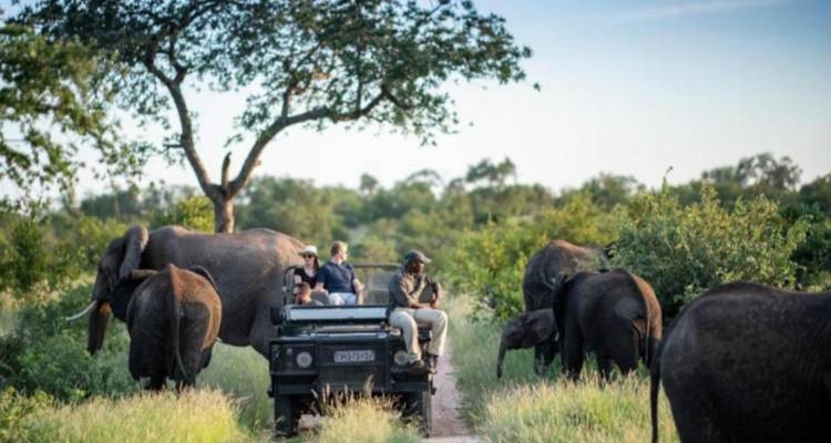 Campamento Simbavati George de 5 días, (Gran Kruger) Todo incluido - Professional Safari Africa 3