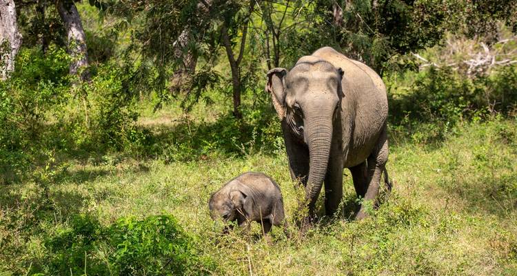 Circuit photographique de la faune et de la flore au Sri Lanka - Alkof Holidays 1