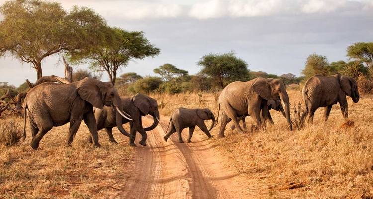6 Days Tanzania Northern Circuit Safari , Materuni Waterfall & Coffe Plantation - kilimanjaro habitas 4
