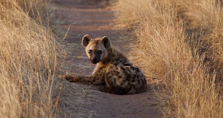 Tansania Northern Circuit Safari, Materuni Wasserfall & Kaffeeplantage 6 Tage - kilimanjaro habitas 10