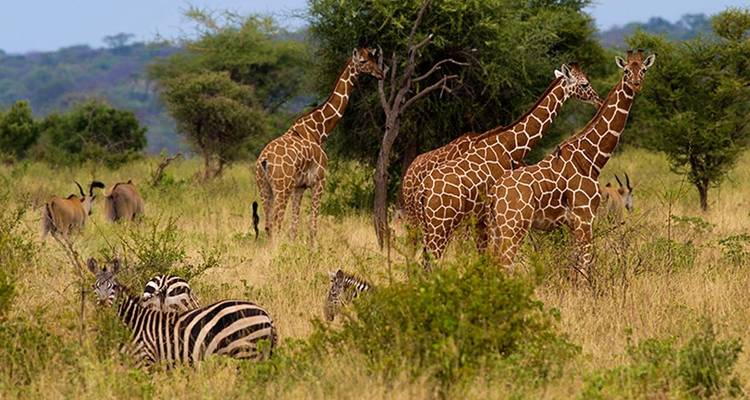6 Days Tanzania Northern Circuit Safari , Materuni Waterfall & Coffe Plantation - kilimanjaro habitas 8