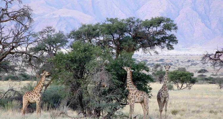 Le Cap, Kruger et les chutes Victoria - Local Safaris 3