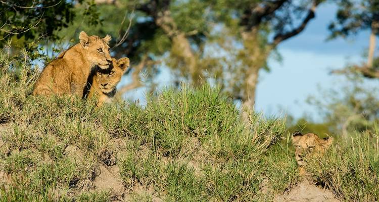 Le Cap, Kruger et les chutes Victoria - Local Safaris 7