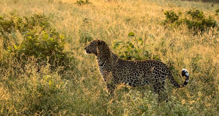 Le Cap, Kruger et les chutes Victoria - Local Safaris 8