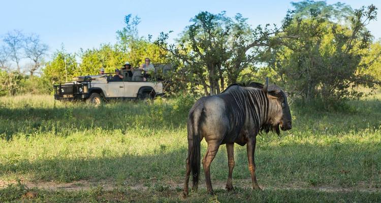 Le Cap, Kruger et les chutes Victoria - Local Safaris 9