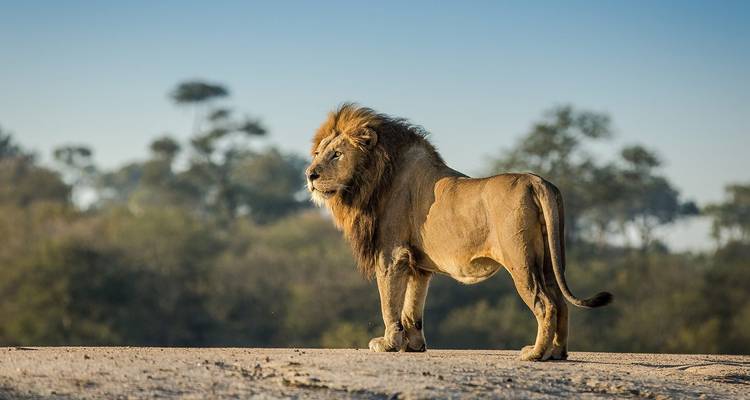 Le Cap, Kruger et les chutes Victoria - Local Safaris 10