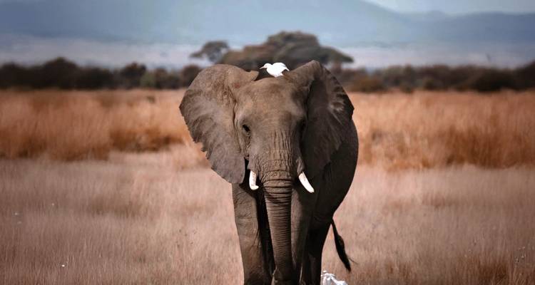 Éléphant d'Afrique debout dans un paysage de savane avec des montagnes au loin.