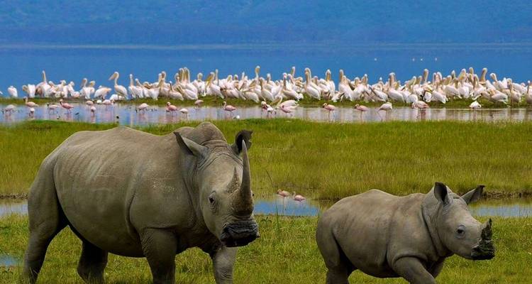 Tanzania 5  Days - Unique Wildlife Experiences - Nature Safari 8