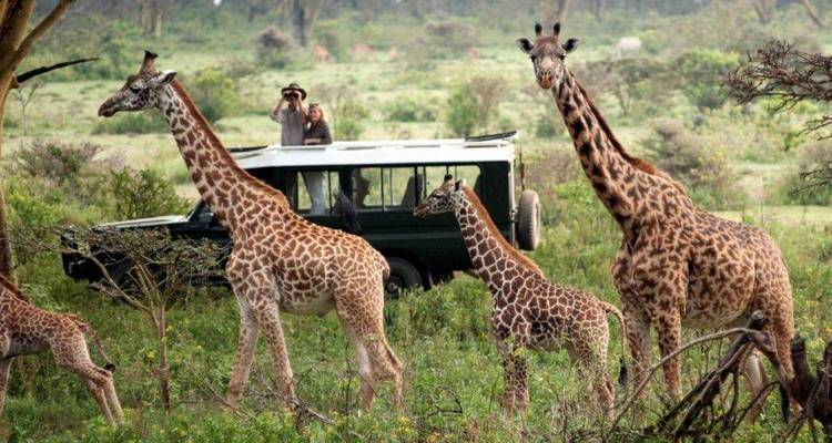 8 jours de safari de la Grande Migration du Serengeti *Tailor Made* Private Tour - Nature Safari 3