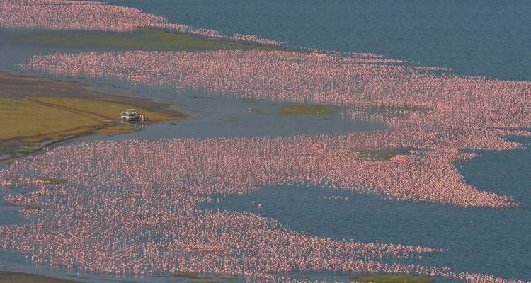 8 jours de safari de la Grande Migration du Serengeti *Tailor Made* Private Tour - Nature Safari 6