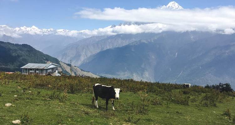 Excursión ruta del patrimonio de Tamang - Altos del Langtang Himal - White Hill Adventure Treks and Expedition Pvt Ltd 3
